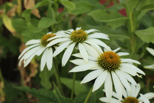 ECHINACEA PURPUREA WHITE SWAN / WHITE SWAN CONEFLOWER