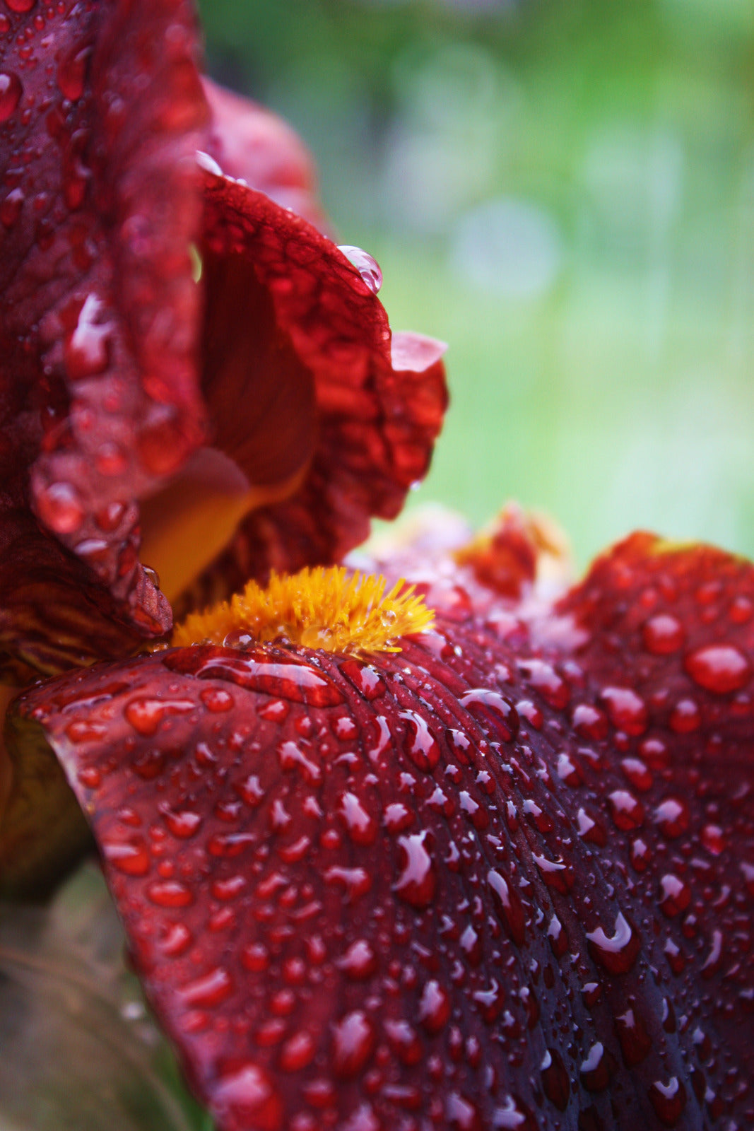 LILIUM X TINY POEMS / ASCIATIC LILY