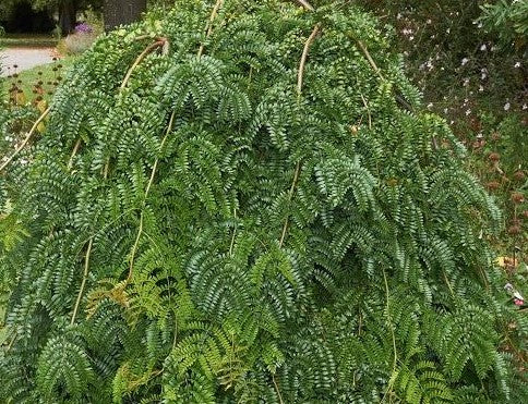 GLEDITSIA TRIACANTHOS VAR. INERMIS EMERALD KASCADE / EMERALD KASCADE HONEYLOCUST