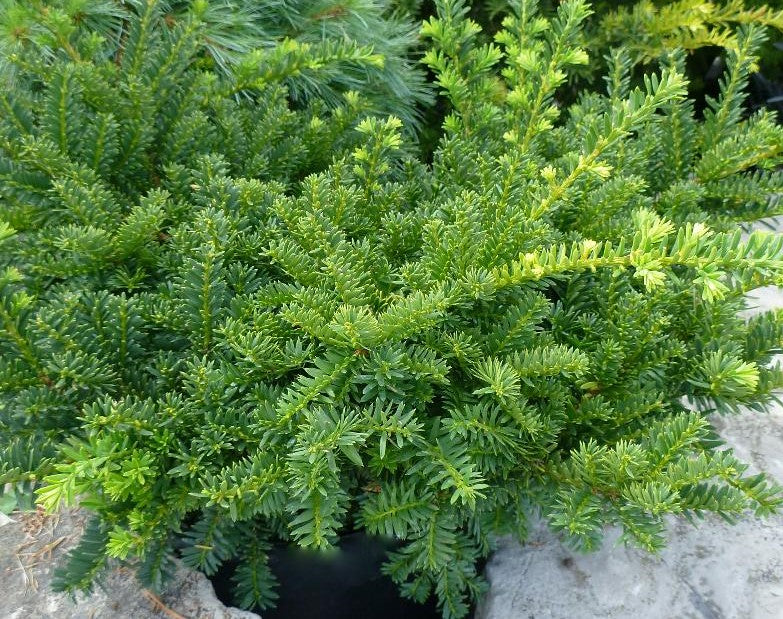 TAXUS CUSPIDATA EMERALD SPREADER®/ EMERALD SPREADER® YEW