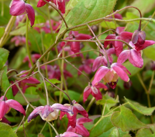 EPIMEDIUM RUBRUM / RED BARRENWORT