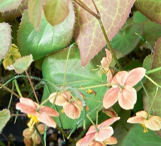 EPIMEDIUM X CANTABRIGIENSE / BARRENWORT