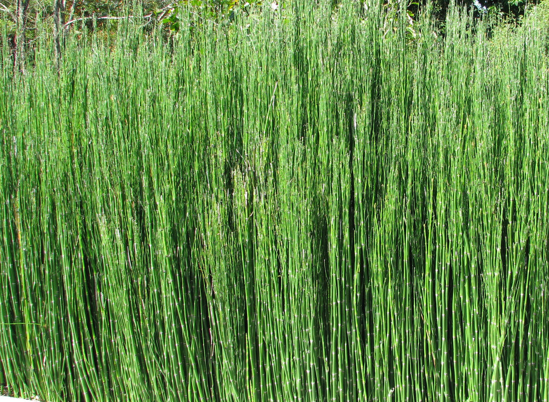 EQUISETUM HYEMALE / SCOURING RUSH