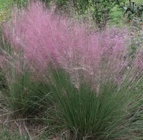 ERAGROSTIS SPECTABILIS / PURPLE LOVE GRASS