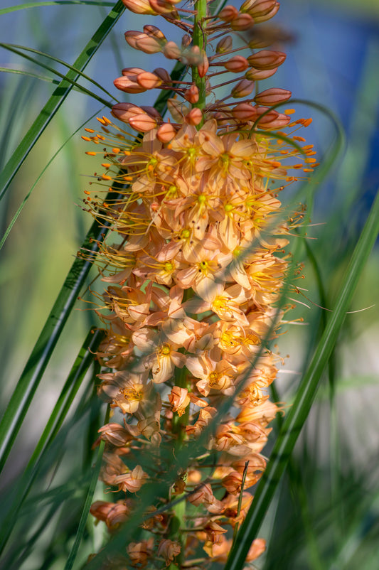 EREMURUS X ISABELLINUS CLEOPATRA / FOXTAIL LILY