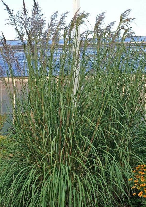 ERIANTHUS RAVENNAE / PLUME GRASS