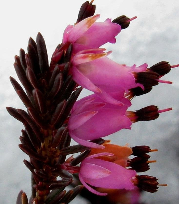 ERICA CARNEA SPRINGWOOD PINK / SPRINGWOOD PINK HEATH