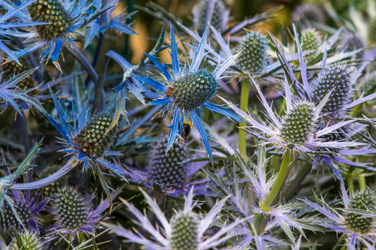 ERYNGIUM ZABELII BIG BLUE / SEA HOLLY