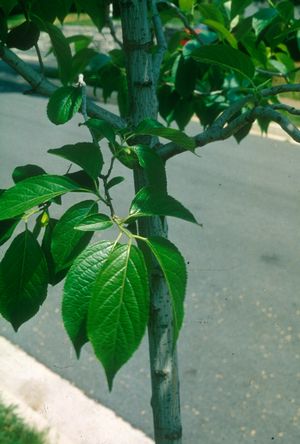 EUCOMMIA ULMOIDES / HARDY RUBBER TREE