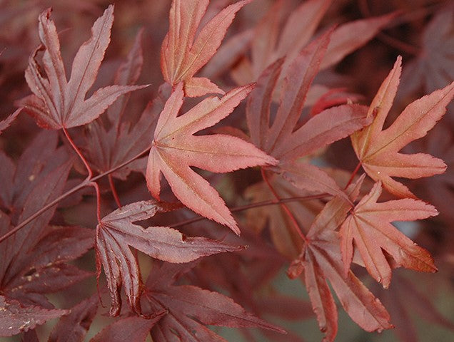 ACER PALMATUM FIREGLOW / FIREGLOW JAPANESE MAPLE