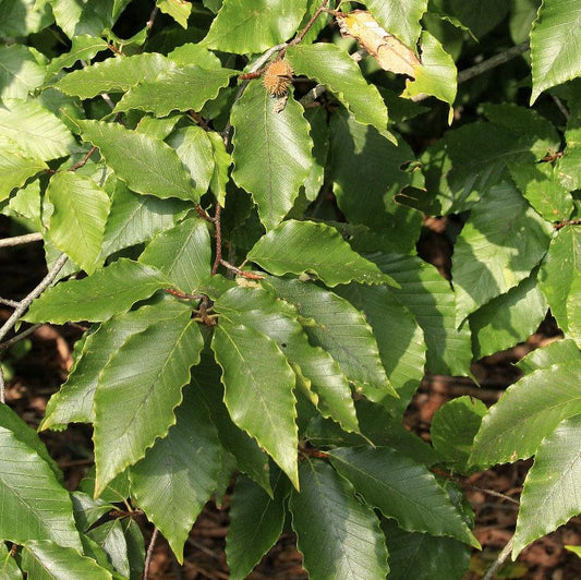 FAGUS GRANDIFOLIA / AMERICAN BEECH