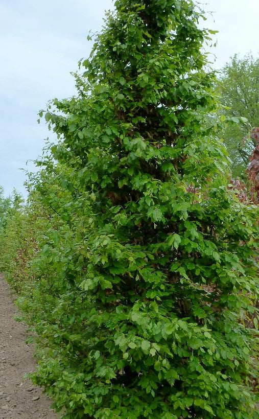 FAGUS SYLVATICA / EUROPEAN BEECH