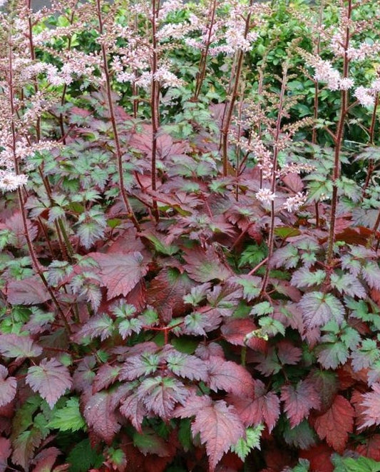 ASTILBE ARENDSII COLOUR FLASH® (BEAUTY OF ERNST) / COLOR FLASH® ASTILBE