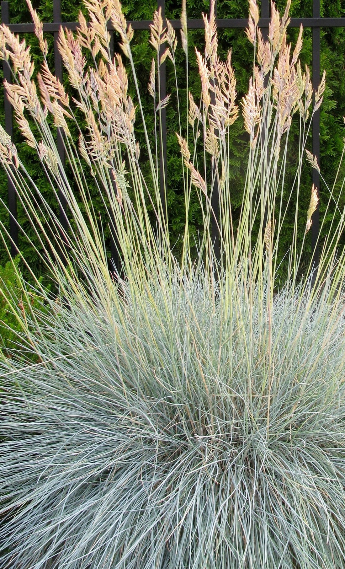 FESTUCA GLAUCA ELIJAH BLUE / ELIJAH BLUE FESCUE