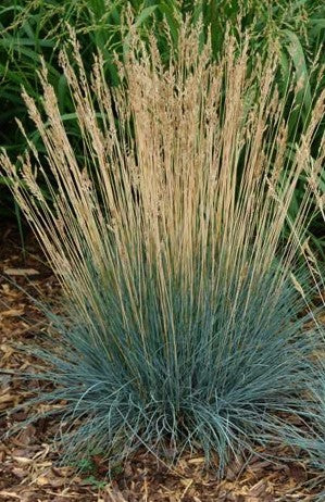 FESTUCA GLAUCA BEYOND BLUE / BEYOND BLUE FESCUE