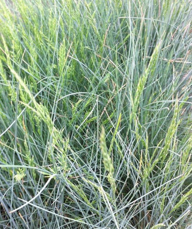FESTUCA GLAUCA PEPINDALE BLUE / PEPINDALE BLUE FESCUE