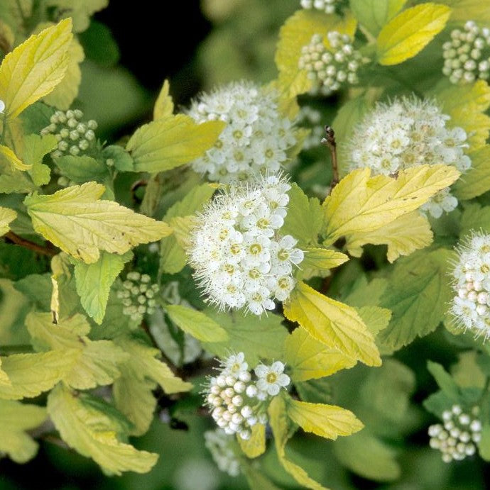 PHYSOCARPUS OPULIFOLIUS DART&