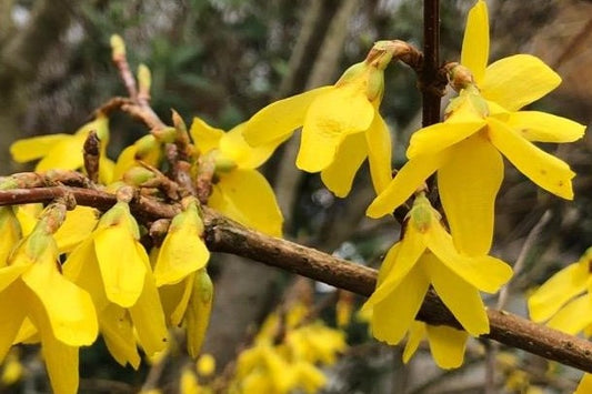 FORSYTHIA X INTERMEDIA SPECTABILIS / SHOWY FORSYTHIA