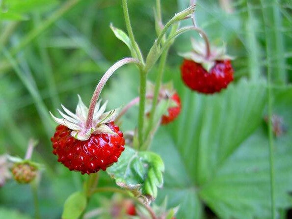 WOODLAND STRAWBERRY / FRAGARIA VESCA