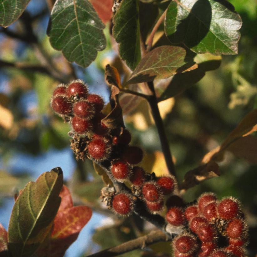 RHUS AROMATICA / FRAGRANT SUMAC