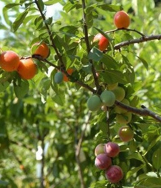 COMBO FRUIT TREE / FRUIT SALAD TREE