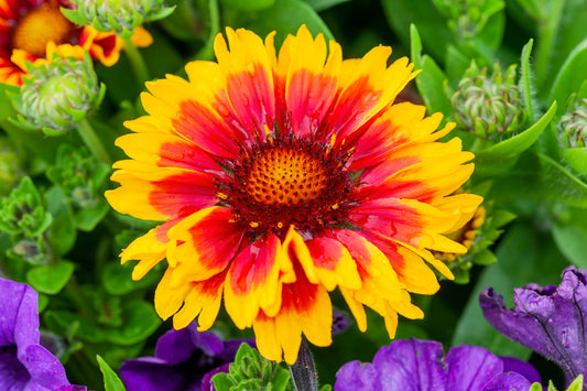 GAILLARDIA X GRANDIFLORA ARIZONA SUN / BLANKET FLOWER