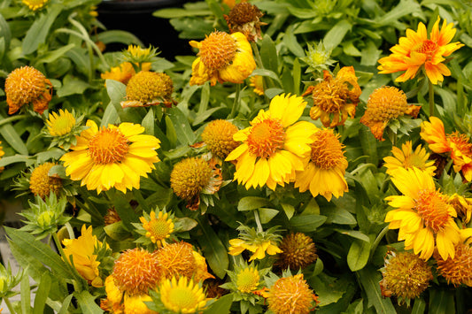 GAILLARDIA X GRANDIFLORA ARIZONA APRICOT / BLANKET FLOWER