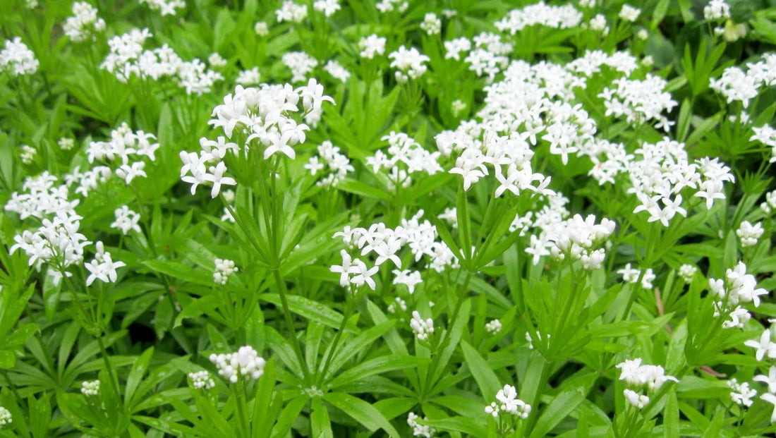 GALIUM ODORATUM / SWEET WOODRUFF