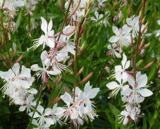 GAURA LINDHEIMERI WHIRLING BUTTERFLIES / GAURA