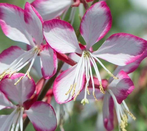 GAURA LINDHEIMERI ROSY JANE / GAURA