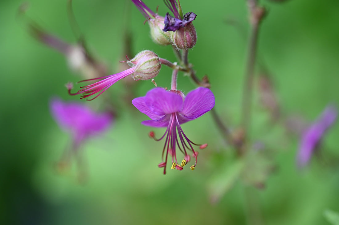 GERANIUM MACRORRHIZUM BEVAN&