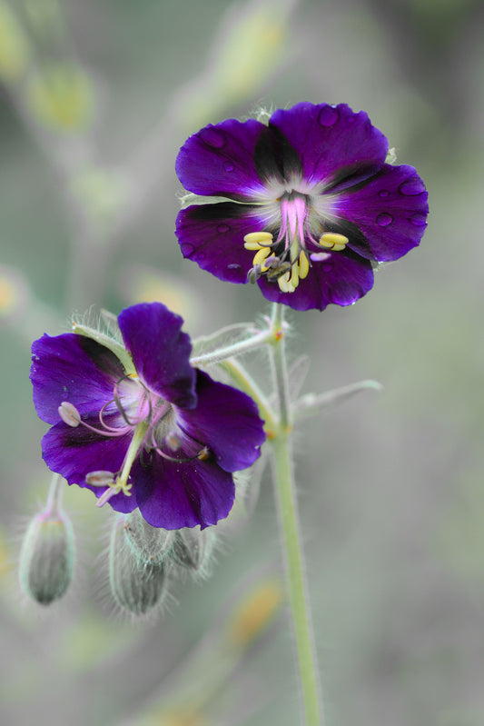 GERANIUM PHAEUM MARGARET WILSON / MOURNING WIDOW CRANESBILL