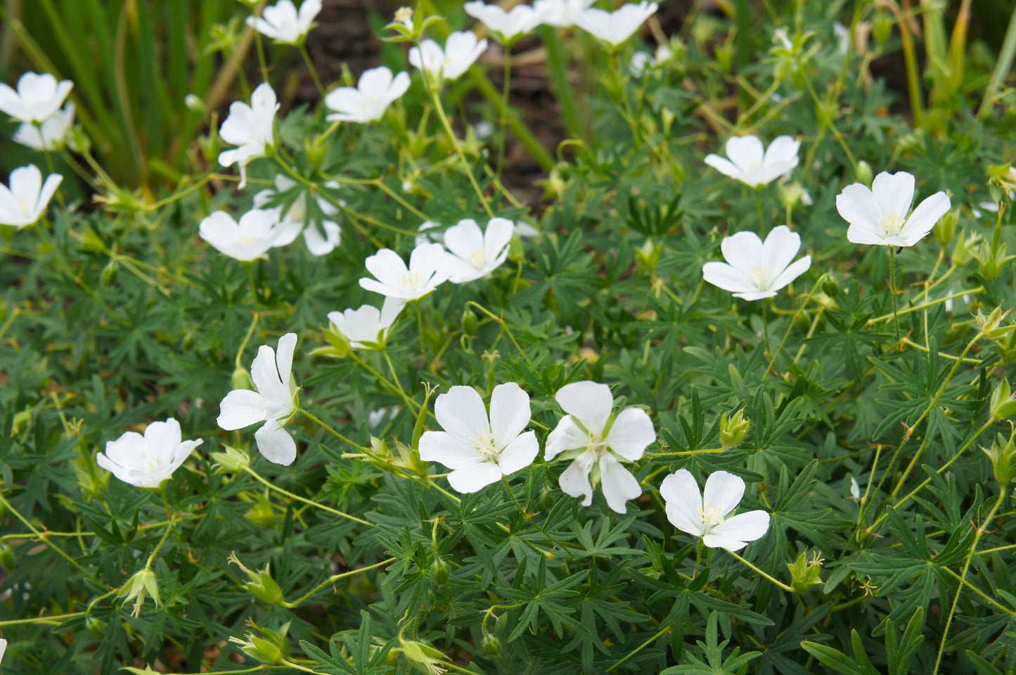 GERANIUM SANGUINEUM ALBUM / BLOODY CRANESBILL