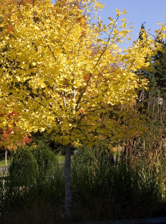 GINKGO BILOBA AUTUMN GOLD / AUTUMN GOLD MAIDENHAIR TREE
