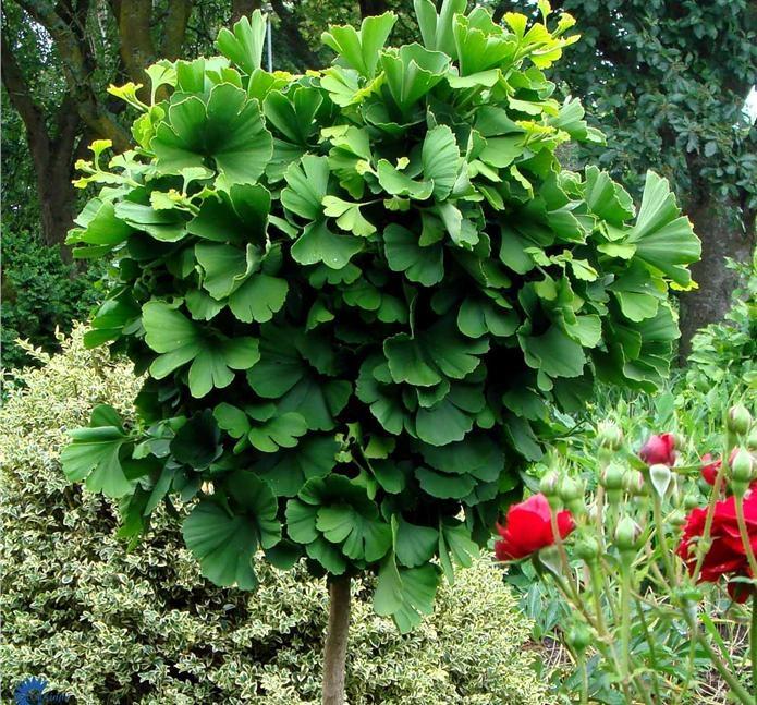 GINKGO BILOBA GLOBOSA / GLOBE MAIDENHAIR TREE