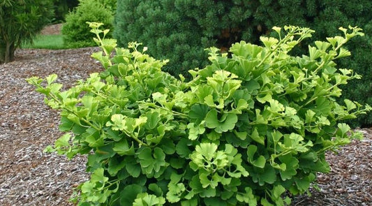 GINKGO BILOBA MARIKEN / MARIKEN MAIDENHAIR TREE