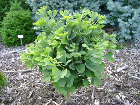 GINKGO BILOBA TROLL / MAIDENHAIR TREE