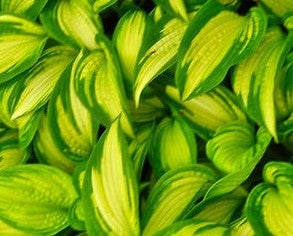 HOSTA BROTHER STEFAN / PLANTAIN LILY