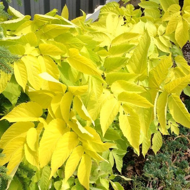 ARALIA CORDATA SUN KING / GOLDEN JAPANESE SPIKENARD