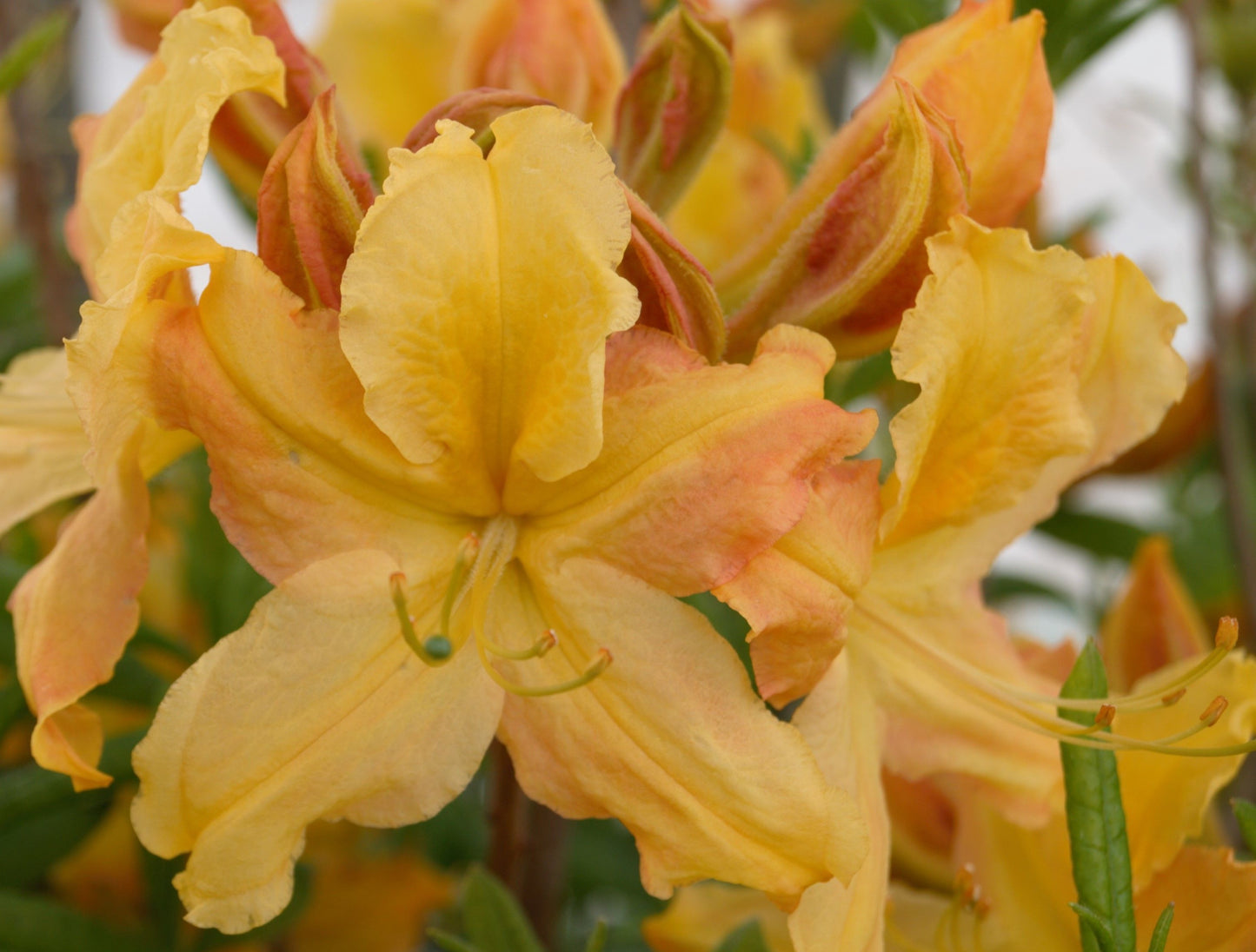 AZALEA GOLDEN LIGHTS / GOLDEN LIGHTS AZALEA