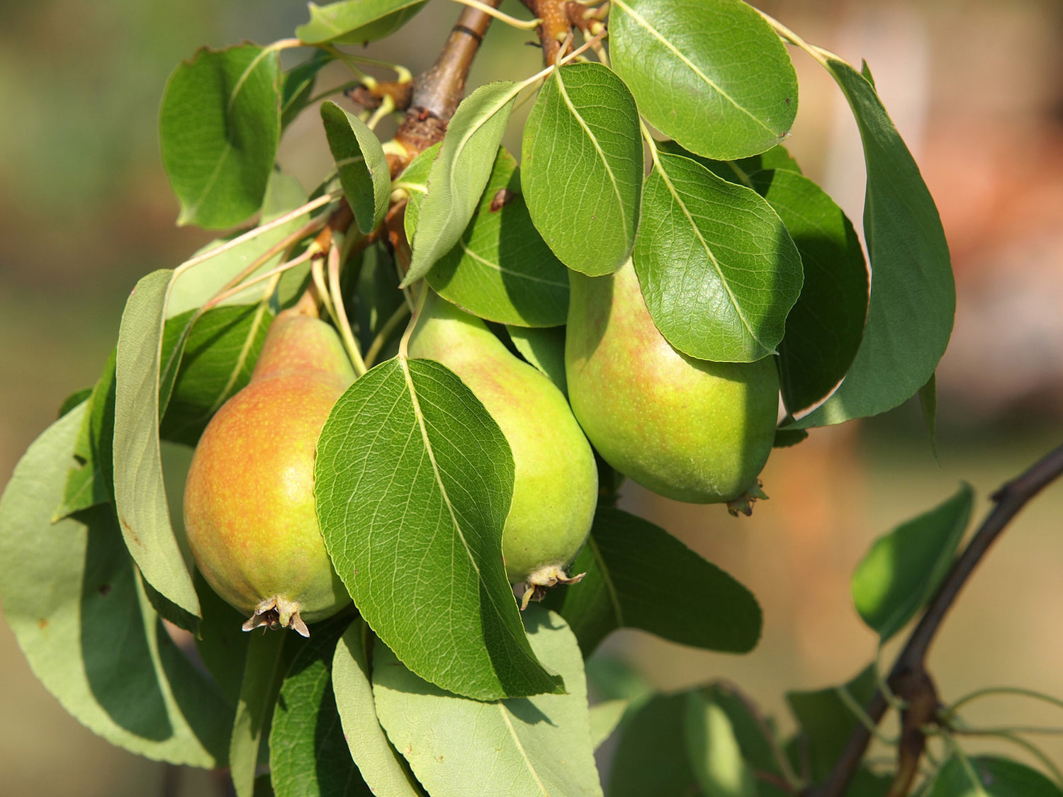 PEAR GOLDEN SPICE / GOLDEN SPICE PEAR