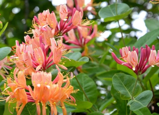 LONICERA X HECKROTTI GOLDFLAME / GOLDFLAME HONEYSUCKLE