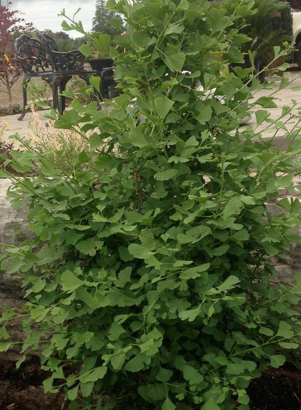GINKGO BILOBA GOLD SPIRE™ / GOLD SPIRE™ MAIDENHAIR TREE