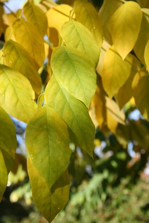 GYMNOCLADUS DIOICUS / KENTUCKY COFFEE TREE