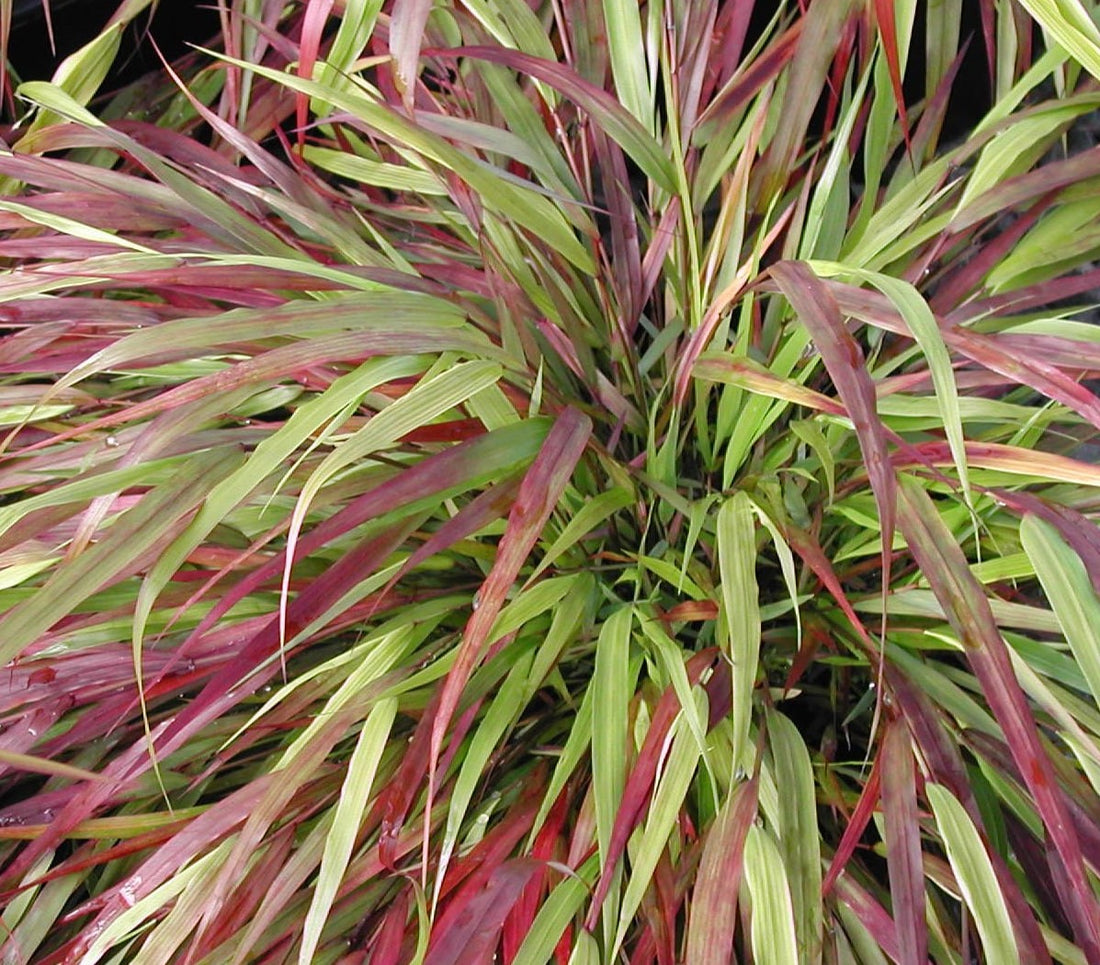 HAKONECHLOA MACRA BENI-KAZE / RED WIND FOREST GRASS