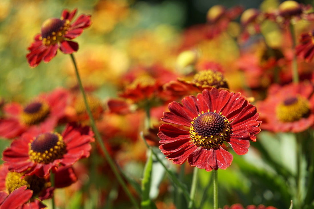 HELENIUM AUTUMNALE MARIACHI™ SALSA  / SALSA SNEEZEWEED