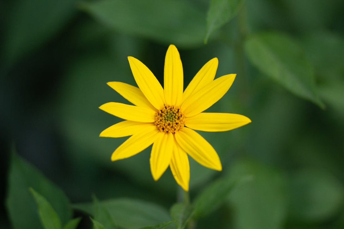 HELIANTHUS DIVARICATUS / WOODLAND SUNFLOWER