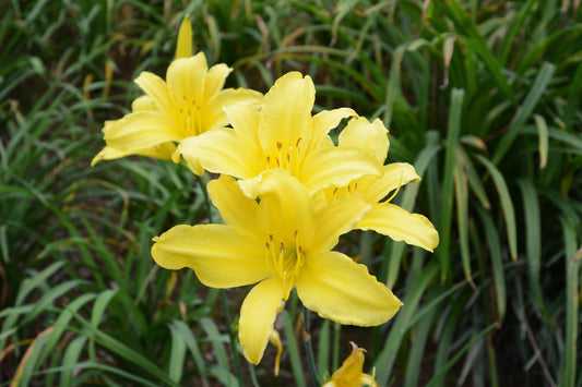 HEMEROCALLIS HAPPY RETURNS / DAYLILY