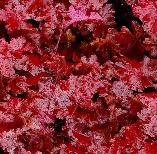 HEUCHERA X FOREVER® RED / CORAL BELLS