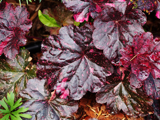 HEUCHERA X MIDNIGHT ROSE / CORAL BELLS